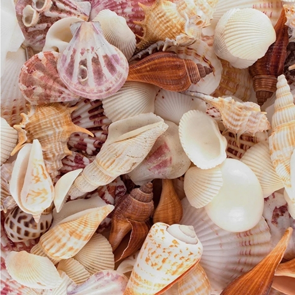 BEBE Seashell Hairpins - Picture 3 of 3